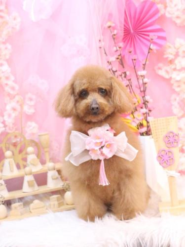 20250309チョコちゃん